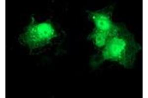 Immunofluorescence (IF) image for anti-Deoxythymidylate Kinase (Thymidylate Kinase) (DTYMK) antibody (ABIN1497920)