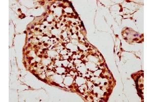 IHC image of ABIN7161945 diluted at 1:200 and staining in paraffin-embedded human testis tissue performed on a Leica BondTM system.