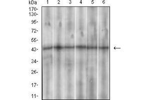 Western blot analysis using SSTR3 mouse mAb against Hela (1), PANC-1 (2), PC-12 (3),SK-N-SH (4), U937 (5) and HepG2 (6) cell lysate. (SSTR3 antibody  (AA 1-43))