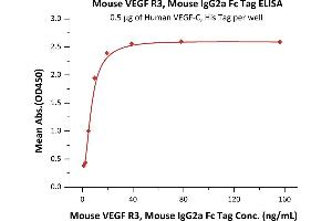 Immobilized Human VEGF-C, His Tag (ABIN2444233,ABIN2181912) at 5 μg/mL (100 μL/well) can bind Mouse VEGF R3, Mouse IgG2a Fc Tag, low endotoxin (ABIN5954972,ABIN6809972) with a linear range of 1-10 ng/mL (QC tested). (FLT4 Protein (AA 25-770) (Fc Tag))
