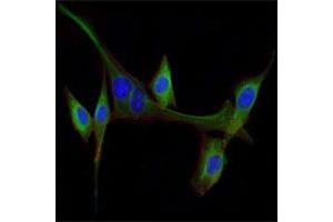 Immunofluorescence analysis of NIH/3T3 cells using EGF monoclonal antibody, clone 4E11  (green) . (EGF antibody)