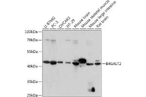 Western blot analysis of extracts of various cell lines, using B4G antibody (ABIN7271198) at 1:1000 dilution. (B4GALT2 antibody  (AA 155-271))