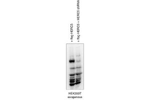 HERC6 antibody - N-terminal region  validated by WB using hek293 cell lysate at 1:1000. (HERC6 antibody  (N-Term))