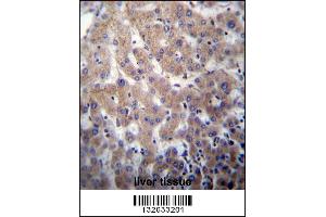 POFUT2 Antibody immunohistochemistry analysis in formalin fixed and paraffin embedded human liver tissue followed by peroxidase conjugation of the secondary antibody and DAB staining. (POFUT2 antibody  (AA 228-257))