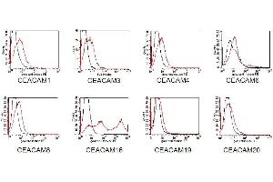 BOSC23 cells were transiently transfected with expression vectors containing either the cDNA of CEACAM1, CEACAM3, 4, 6, 8 19, or 20. (CEACAM16 antibody)