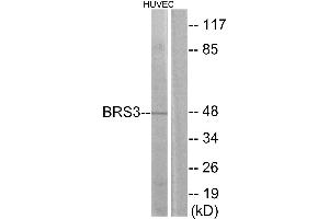 Western blot analysis of extracts from HUVEC cells, using BRS3 antibody. (BRS3 antibody  (Internal Region))