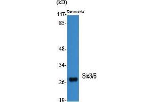 Western Blot (WB) analysis of specific cells using Six3/6 Polyclonal Antibody. (Six3/6 antibody  (Internal Region))