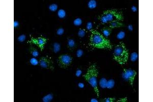 Anti-NDUFA7 mouse monoclonal antibody (ABIN2454442) immunofluorescent staining of COS7 cells transiently transfected by pCMV6-ENTRY NDUFA7 (RC200534). (NDUFA7 antibody)