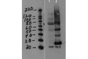 Western Blot of Rabbit anti-MMTV antibody. (FAM89B antibody)