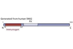 Image no. 2 for anti-Sorting Nexin 2 (SNX2) (AA 15-137) antibody (ABIN968465) (Sorting Nexin 2 antibody  (AA 15-137))