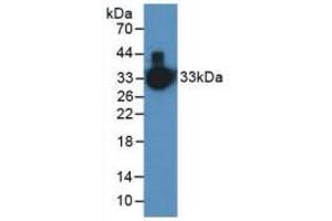 Figure. (Kallikrein 1 antibody  (AA 25-261))