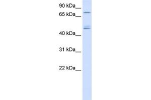 WB Suggested Anti-DDX1 Antibody Titration:  0.