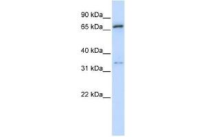 TRIM23 antibody used at 0. (TRIM23 antibody  (N-Term))