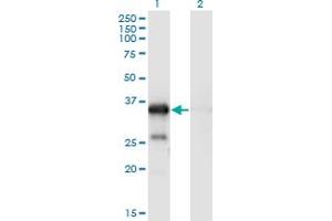 Western Blot analysis of WBP2 expression in transfected 293T cell line by WBP2 monoclonal antibody (M02), clone 3B1. (WBP2 antibody  (AA 1-261))