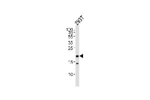 Western blot analysis of lysate from 293T cell line,using RPL26L Antibody (ABIN6242033). (RPL26L antibody)