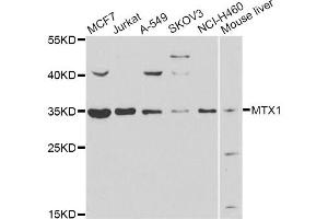 Western blot analysis of extracts of various cell lines, using MTX1 antibody (ABIN5975223) at 1/1000 dilution. (Metaxin 1 antibody)