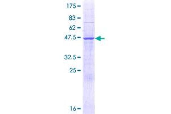 MEI1 Protein (AA 1-238) (GST tag)