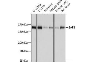 Western blot analysis of extracts of various cell lines using SAFB Polyclonal Antibody at dilution of 1:1000. (SAFB antibody)