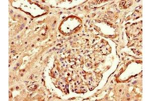 Immunohistochemistry of paraffin-embedded human kidney tissue using ABIN7167652 at dilution of 1:100