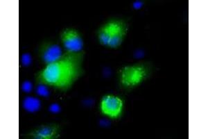 Anti-SILV mouse monoclonal antibody (ABIN2452228) immunofluorescent staining of COS7 cells transiently transfected by pCMV6-ENTRY SILV (RC200663). (Melanoma gp100 antibody)