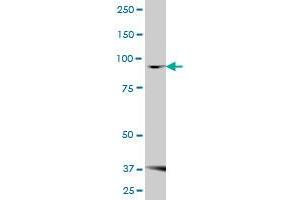 FBXO30 antibody  (AA 1-745)