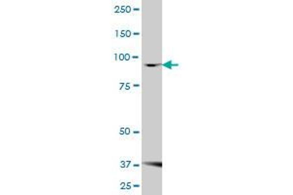 FBXO30 antibody  (AA 1-745)