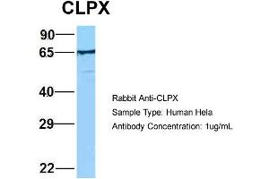 CLPX antibody  (C-Term)