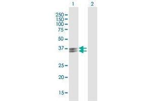 Western Blot analysis of PVRIG expression in transfected 293T cell line by PVRIG MaxPab polyclonal antibody. (PVRIG antibody  (AA 1-326))
