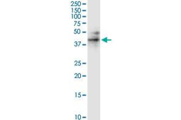RUNDC3A antibody  (AA 1-405)