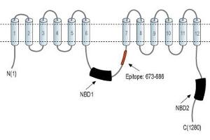 anti-ATP-Binding Cassette, Sub-Family B (MDR/TAP), Member 4 (ABCB4) (3rd Intracellular Loop), (AA 658-671) antibody