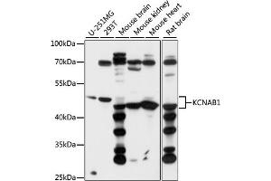 Western blot analysis of extracts of various cell lines, using KCN antibody (ABIN7269480) at 1:1000 dilution. (KCNAB1 antibody  (AA 282-401))