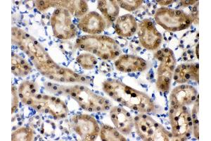 Anti- HINT1 Picoband antibody, IHC(P) IHC(P): Rat Kidney Tissue (HINT1 antibody  (Middle Region))