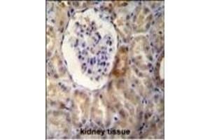 NR3C1 Antibody (C-term) B immunohistochemistry analysis in formalin fixed and paraffin embedded human kidney tissue followed by peroxidase conjugation of the secondary antibody and DAB staining.