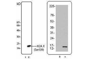 Western Blotting (WB) image for anti-H2A Histone Family, Member X (H2AFX) (pSer139) antibody (ABIN2666075) (H2AFX antibody  (pSer139))