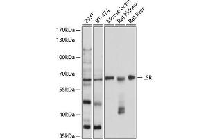 Western blot analysis of extracts of various cell lines, using LSR antibody (ABIN6131388, ABIN6143371, ABIN6143372 and ABIN6224984) at 1:1000 dilution. (LSR antibody  (AA 50-240))