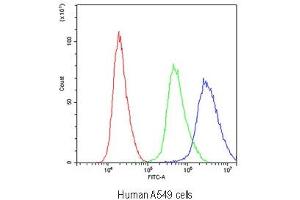 Flow cytometry testing of human A549 cells with Periaxin antibody at 1ug/10^6 cells (blocked with goat sera) (Periaxin antibody)