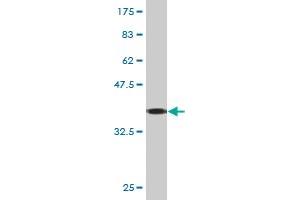 Western Blot detection against Immunogen (37. (KRT8 antibody  (AA 91-195))