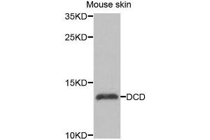Western blot analysis of extracts of mouse skin, using DCD antibody (ABIN5974382) at 1/1000 dilution. (Dermcidin antibody)