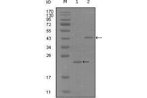 Western blot analysis using EphA8 mouse mAb against truncated Trx-EphA8 recombinant protein (1) and truncated MBP-EphA8(aa70-150) recombinant protein (2).