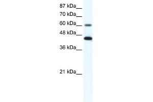 WB Suggested Anti-ANXA6 Antibody Titration:  1. (ANXA6 antibody  (N-Term))