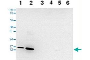 Western Blot analysis of (1) 25 ug whole cell extracts of Hela cells, (2) 15 ug histone extracts of Hela cells, (3) 1 ug of recombinant histone H2A, (4) 1 ug of recombinant histone H2B, (5) 1 ug of recombinant histone H3, (6) 1 ug of recombinant histone H4. (HIST1H3A antibody  (meLys4))