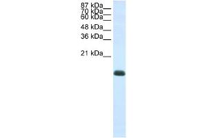 ZNF786 antibody  (N-Term)