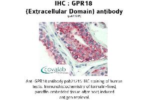 Image no. 1 for anti-G Protein-Coupled Receptor 18 (GPR18) (1st Extracellular Domain) antibody (ABIN1735004) (GPR18 antibody  (1st Extracellular Domain))
