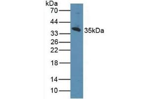 Detection of CD1d in Human K562 Cells using Polyclonal Antibody to Cluster Of Differentiation 1d (CD1d) (CD1d antibody  (AA 56-271))