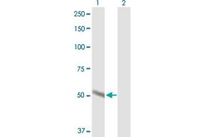 Western Blot analysis of CYP2A6 expression in transfected 293T cell line by CYP2A6 MaxPab polyclonal antibody.