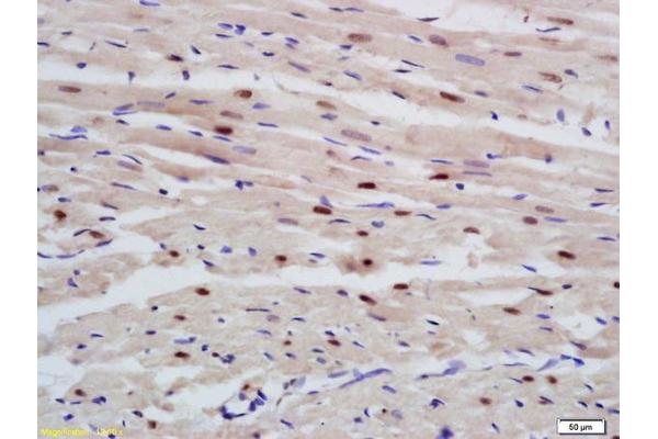 RBM20 antibody  (AA 402-448)