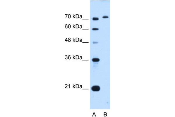 GPAA1 antibody  (C-Term)