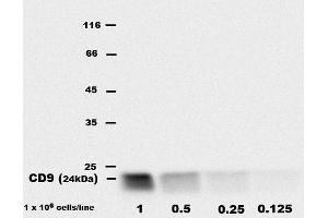Detection of CD9 inbone marrow-derived mast cell (BMMC) lysates by rat monoclonal EM-04 antibody. (CD9 antibody)