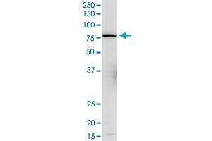 L3MBTL4 MaxPab rabbit polyclonal antibody. (L3MBTL4 antibody  (AA 1-534))