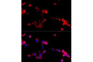 Immunofluorescence (IF) image for anti-Fibroblast Growth Factor Receptor 2 (FGFR2) (AA 245-345) antibody (ABIN6140615)